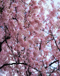 Branches Filled with Cherry Blossoms