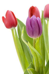 Tulips in a vase, focus on flower in foreground